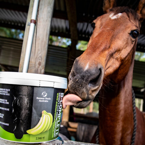 B-Complete Gut Health