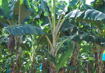 Banana Plant
