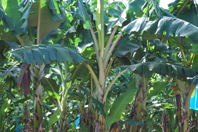 Banana Plant